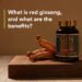 what is red ginseng and benefit "ginseng"