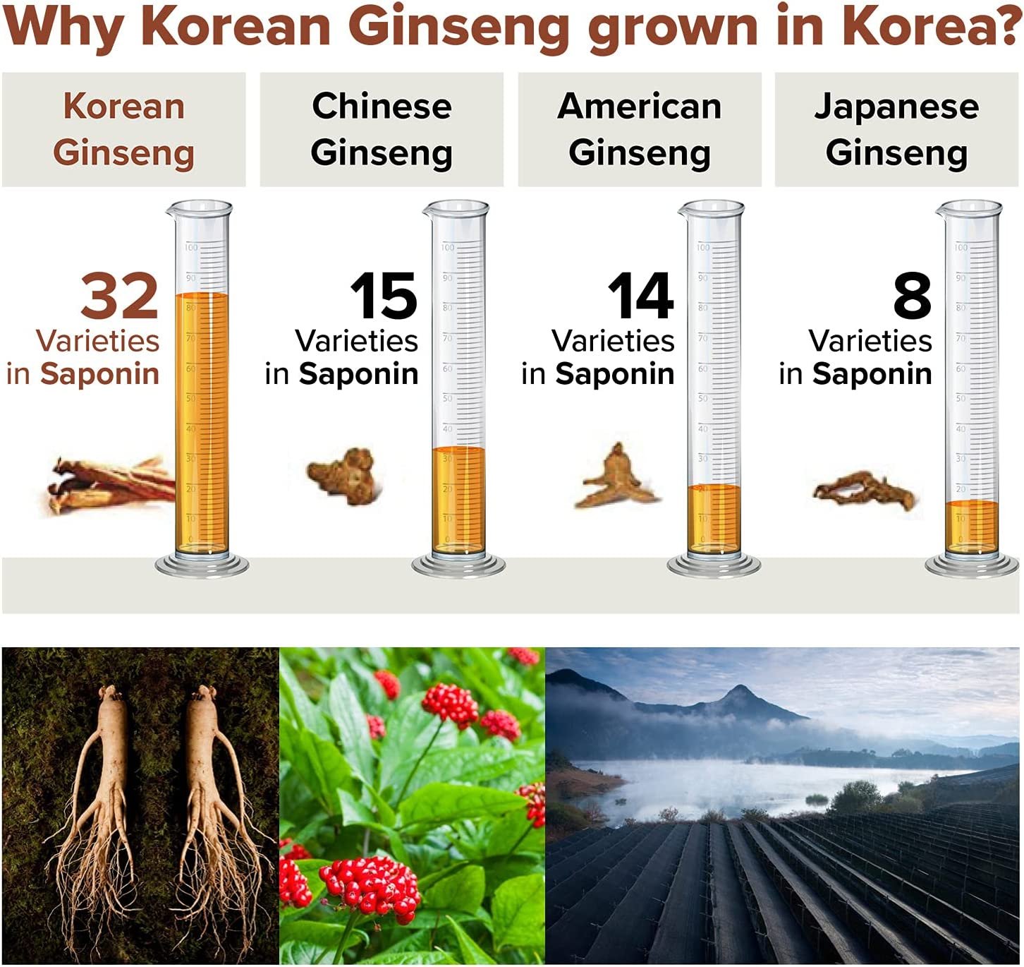 BTGin Red Ginseng Boosting Immunity Korean Red Ginseng Us