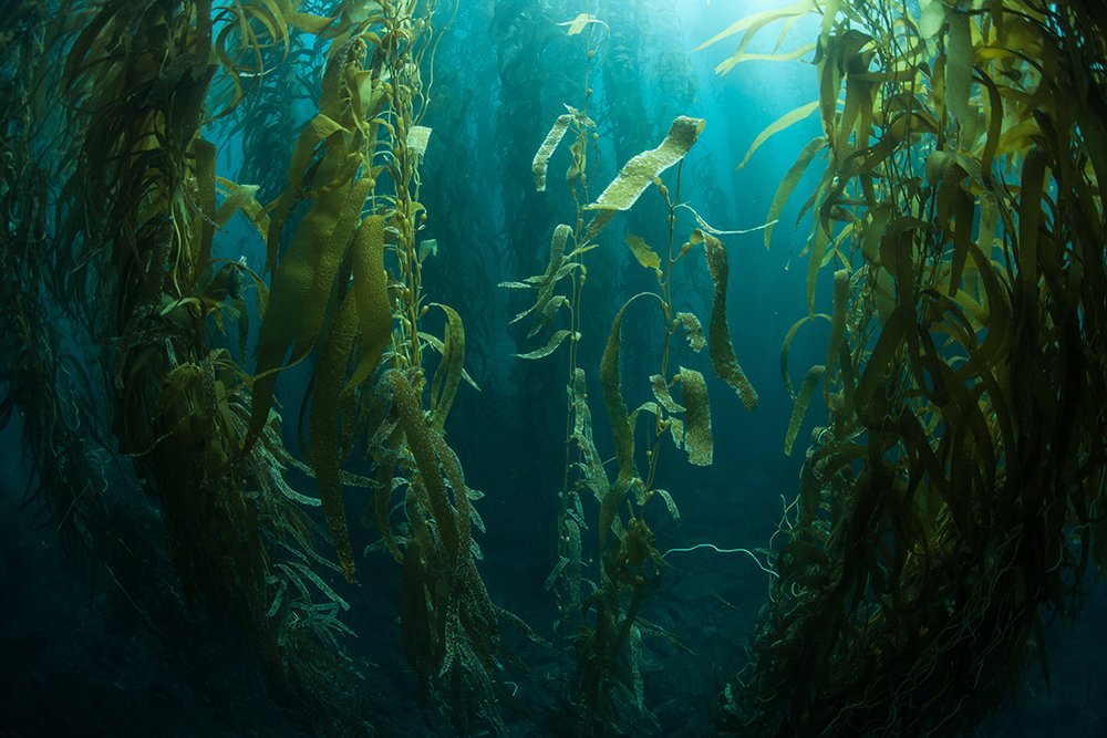 Benefits of the Kelp Diet